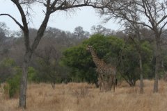 img_3954