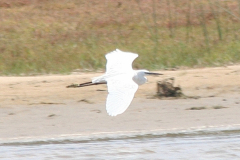 reiger-01