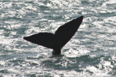 tail