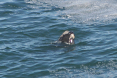 whale