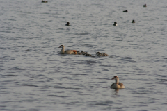 20070501 Lente