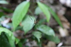 20080425 Ipoh
