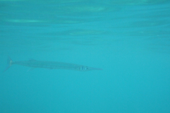 dscf2727