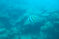 dscf2782
