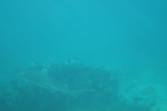 dscf2885