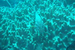 dscf3263