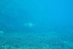 dscf3277