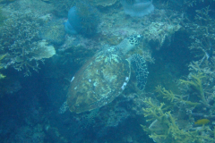 dscf3564