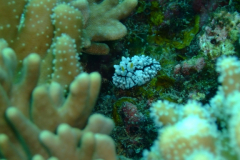 dscf3642