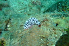 dscf3768