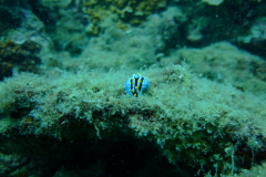 dscf3774