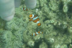 dscf4049
