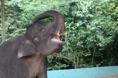 2008 Maleisie
