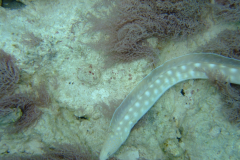 dscf4793