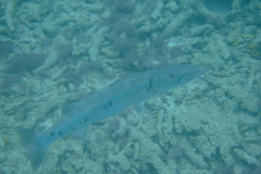 dscf4904_002
