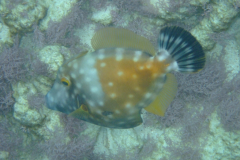 dscf4948_002