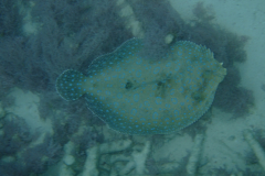 dscf4961_002