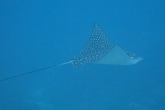 dscf5048_002