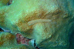 dscf5456