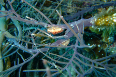 dscf5466