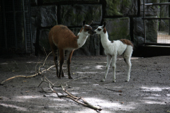 20090729 Artis