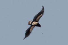img_6997_0
