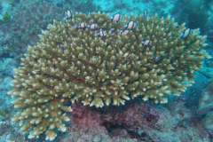 pa171267