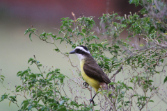 20170910 Pantanal