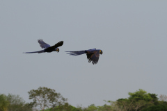 20170911 Pantanal