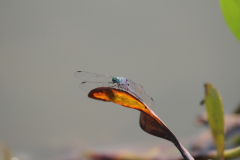 20170913 Pantanal