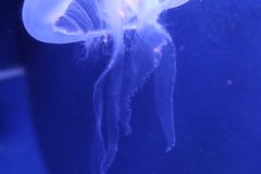 IMG_0569
