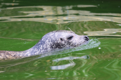 20190706 Ouwehands Dierenpark